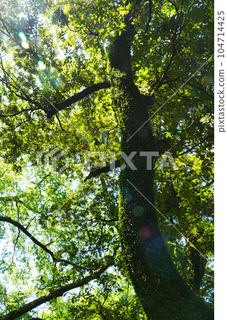 ≪Long length≫ A tree covered with leaves along the trunk and sunlight filtering through the leaves 104714425