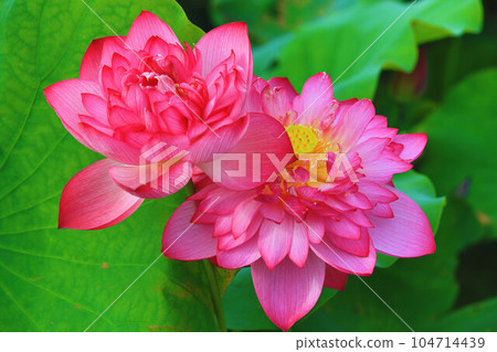 蓮花菩薩(蓮花菩薩) 蓮花菩薩(蓮花菩薩) 104714439