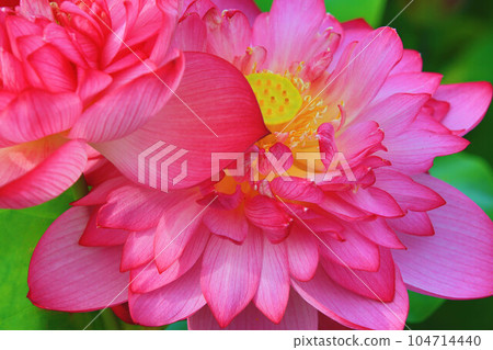 蓮花菩薩（蓮花菩薩） 104714440