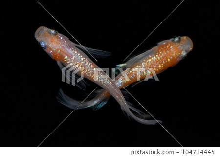 長鰭鱂魚王香青鱂（歐卡真長鰭） 104714445