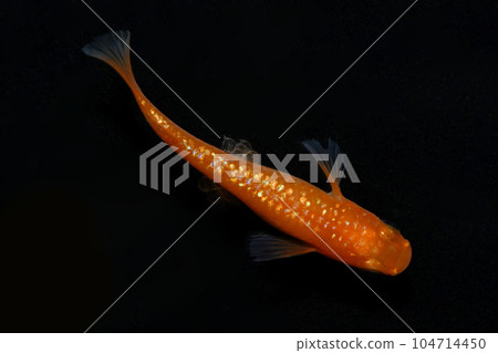 Lame medaka (red flower medaka) 104714450