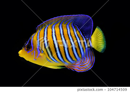 A beautiful striped goldfish A beautiful striped goldfish 104714509