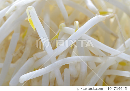 Bean sprouts 104714645