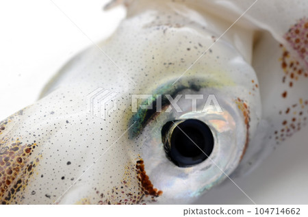 烏賊 烏賊 104714662