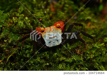 青苔上行走的小螃蟹 青苔上行走的小螃蟹 104714664