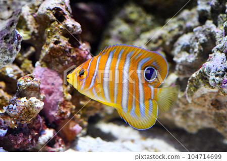 cute goldeneye fry cute goldeneye fry 104714699