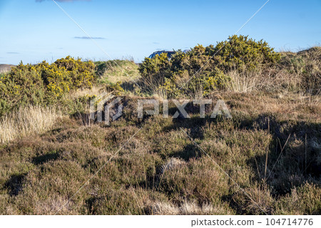 Peat Turf cutting in County Donegal - Ireland Peat Turf cutting in County Donegal - Ireland 104714776