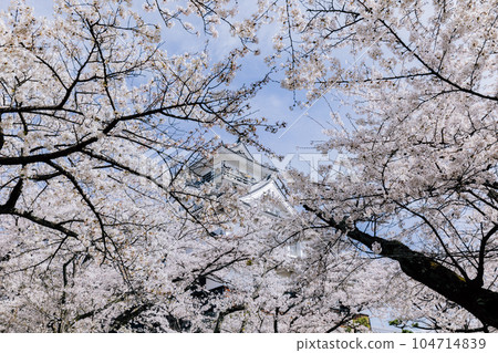 Nagahama Castle and cherry blossom scenery 104714839