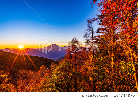 (Yamanashi Prefecture) Mt. Fuji sunrise seen from Mt. Kushigata in autumn colors 104714870