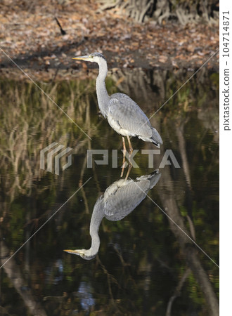 灰鷺（藍鷺）野生鳥類 104714871