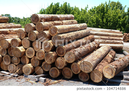 Logs of felled cedar (raw wood) 104714886