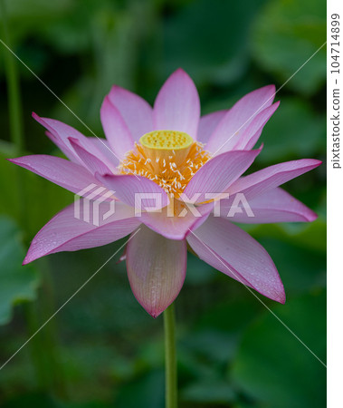 埼玉縣行田市蓮花古村盛開的蓮花 埼玉縣行田市蓮花古村盛開的蓮花 104714899