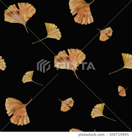 Autumn pattern of ginkgo biloba leaves. Watercolor illustration on a black background. Handmade botanical illustration. Ginko gold for design, textiles, packaging. Autumn pattern of ginkgo biloba leaves. Watercolor illustration on a black background. Handmade botanical illustration. Ginko gold for design, textiles, packaging. 104714945