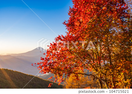 (Yamanashi Prefecture) Mt. Fuji through the autumn leaves of Mt. Kushigata (Yamanashi Prefecture) Mt. Fuji through the autumn leaves of Mt. Kushigata 104715021