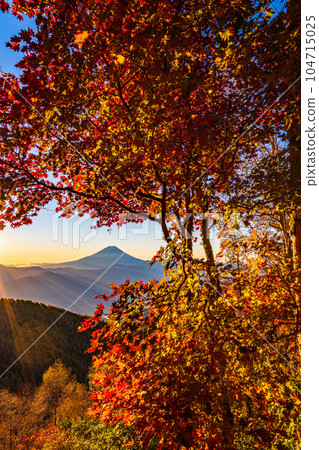 (Yamanashi Prefecture) Mt. Fuji through the autumn leaves of Mt. Kushigata (Yamanashi Prefecture) Mt. Fuji through the autumn leaves of Mt. Kushigata 104715025