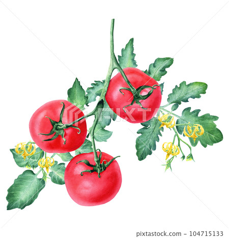 A branch with red tomatoes, leaves and flowers. Watercolor illustration isolated on white for cards, menus, labels A branch with red tomatoes, leaves and flowers. Watercolor illustration isolated on white for cards, menus, labels 104715133