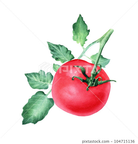A branch of red tomato with leaf. Watercolor illustration isolated on white for the design of cards, menus, labels A branch of red tomato with leaf. Watercolor illustration isolated on white for the design of cards, menus, labels 104715136