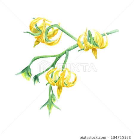 A tomato plant branch with little yellow flowers. Watercolor illustration isolated on white background for clip art menu A tomato plant branch with little yellow flowers. Watercolor illustration isolated on white background for clip art menu 104715138