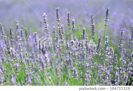 lavender 104715329