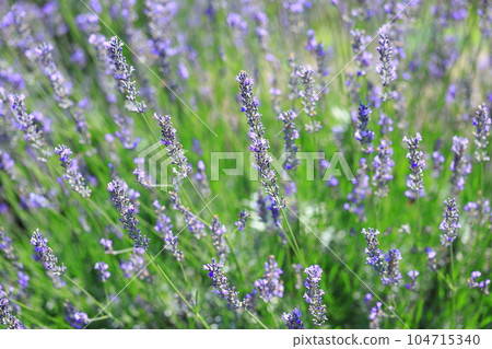 lavender lavender 104715340