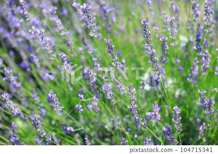 lavender lavender 104715341