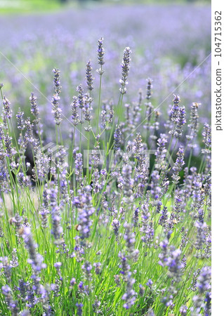lavender lavender 104715362