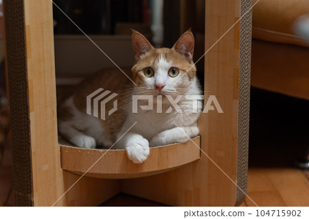Staring cat, brown tabby white 104715902