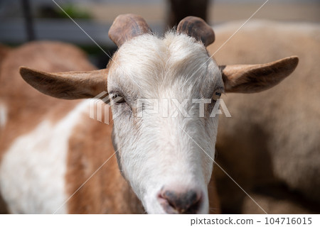 Cute goat 104716015