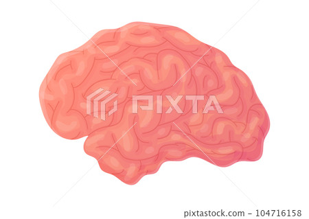 Human brain. Concept of wisdom, clever, smart. Internal organ, anatomy. Stock vector cartoon flat icon illustration isolated on white background. Human brain. Concept of wisdom, clever, smart. Internal organ, anatomy. Stock vector cartoon flat icon illustration isolated on white background. 104716158