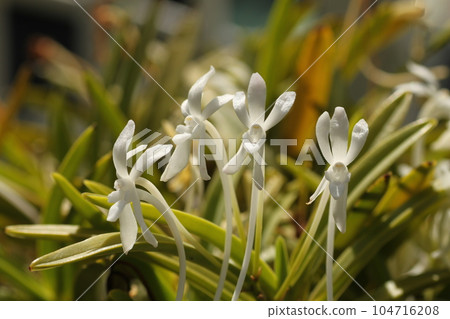 吹蘭白花 吹蘭白花 104716208