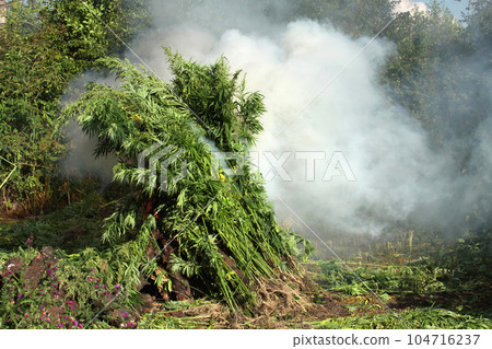 Marijuana Plantation. Abandoned land with natural grown marijuana. Hemp plants. Marijuana Plantation. Abandoned land with natural grown marijuana. Hemp plants. 104716237