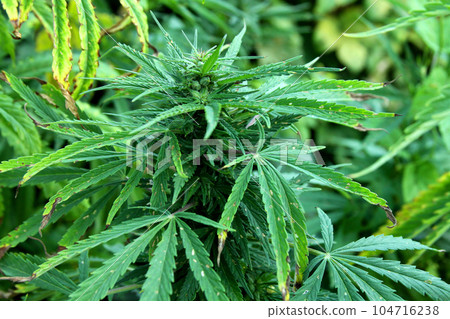 Marijuana Plantation. Abandoned land with natural grown marijuana. Hemp plants. Marijuana Plantation. Abandoned land with natural grown marijuana. Hemp plants. 104716238