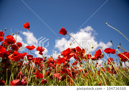 Field with red poppy flowers against a blue sky Field with red poppy flowers against a blue sky 104716388