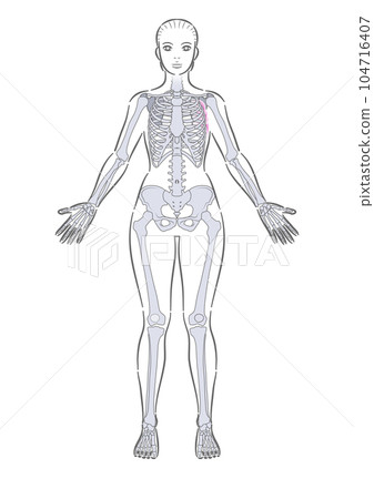 女性全身骨骼正面 104716407