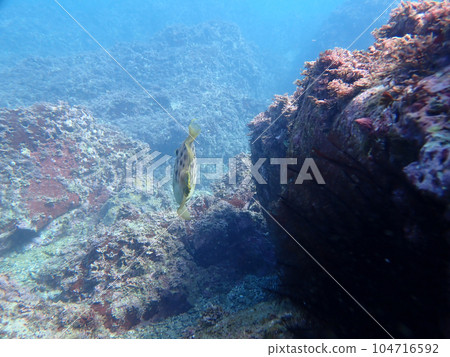 Back view of filefish Back view of filefish 104716592