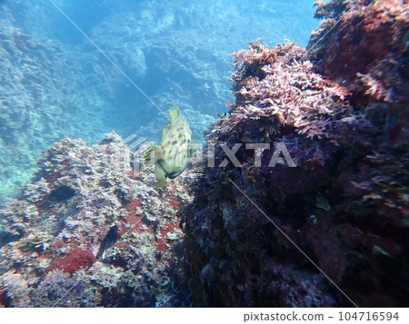 銼魚尾鰭 104716594