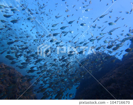 一群小魚 104716670