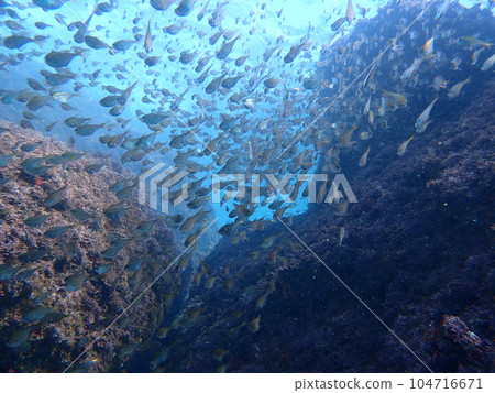 一日水下風景 104716671