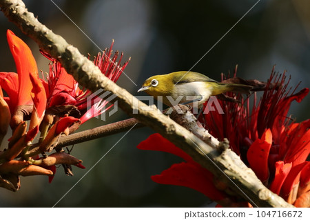 白眼花和迪戈花 104716672