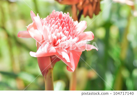 Etlingera elatior, Torch  ginger or ZINGIBERACEAE 104717140