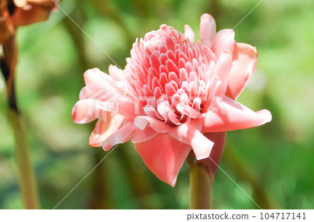 Etlingera elatior, Torch ginger or ZINGIBERACEAE Etlingera elatior, Torch ginger or ZINGIBERACEAE 104717141