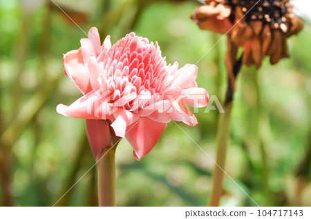 Etlingera elatior, Torch  ginger or ZINGIBERACEAE 104717143