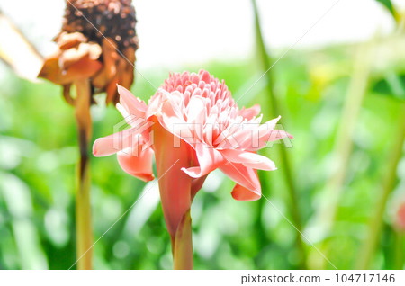Etlingera elatior, Torch ginger or ZINGIBERACEAE Etlingera elatior, Torch ginger or ZINGIBERACEAE 104717146