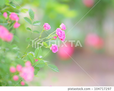 北海道玫瑰園 羅伊斯花園 104717297