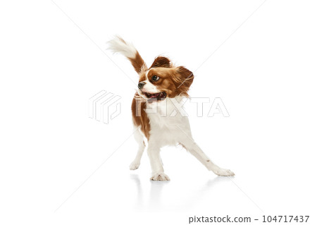 Playful, beautiful dog of Cavalier King Charles Spaniel in moting, playing against white studio background Playful, beautiful dog of Cavalier King Charles Spaniel in moting, playing against white studio background 104717437