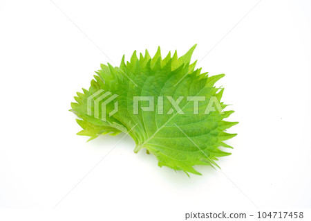 藍紫蘇 藍紫蘇 104717458