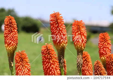 Red spikes of Kniphofia blooming in a park in early summer 104717544