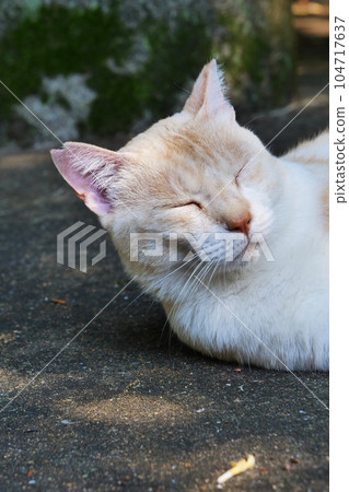 ≪Portrait≫ Cat with ear cut-Sterilized ≪Portrait≫ Cat with ear cut-Sterilized 104717637