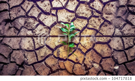 green plant on cracked bush, global warming of the planet, ecological disaster, made with Generative AI 104717818