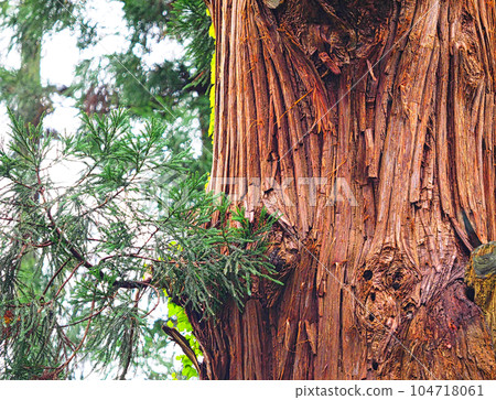 Bark and leaves of a large cedar tree 104718061